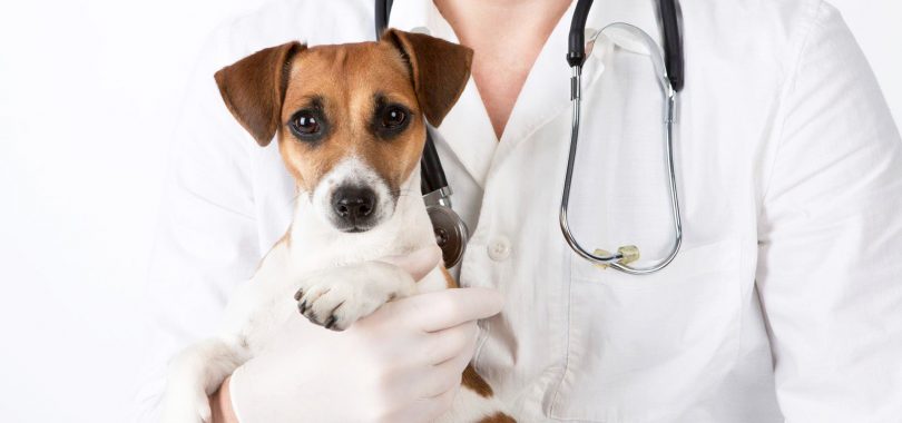 cachorro-veterinario-consulta