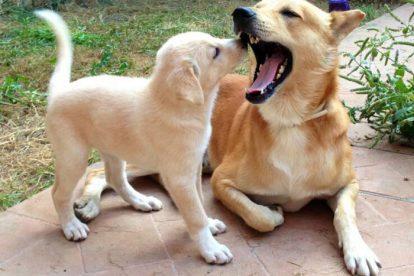 Cão de Canaã com filhote