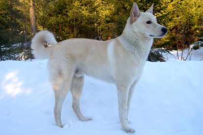 Cão de Canaã na neve