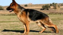 Displasia coxofemoral em cachorros: Causas, sintomas e tratamento