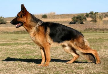 Displasia coxofemoral em cachorros: Causas, sintomas e tratamento