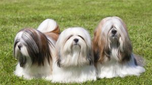 Lhasa  Apso