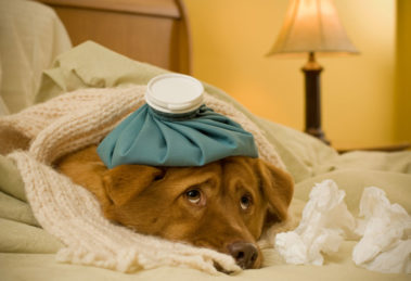Cachorro com dor