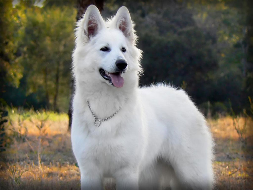 Cachorro Pastor Branco Suíço: características e fotos