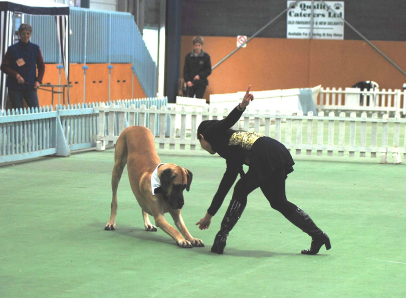 Canine freestyle dança para cachorro