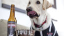 Cerveja para cachorro dog beer