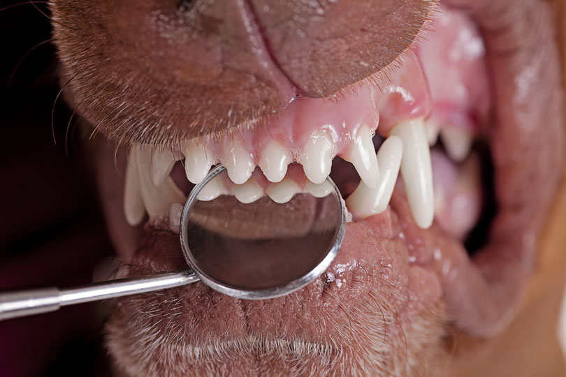Endodontia em cachorros