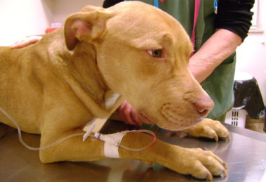 Lepstopirose em cachorros