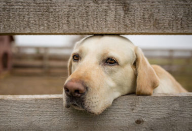 Raças de cachorro mais ciumentas