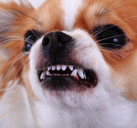 Cachorro espirrando