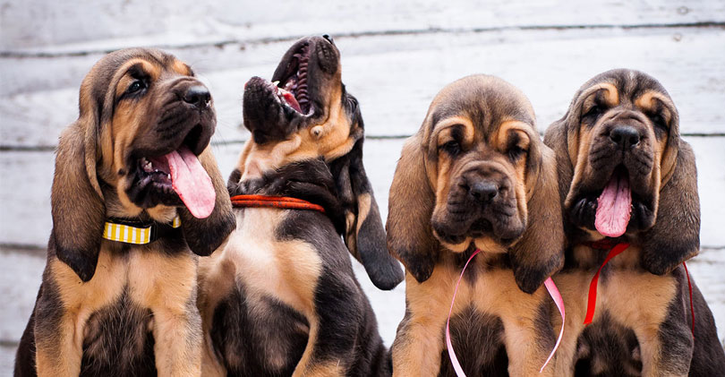 Cão de Santo Humberto (Bloodhound) filhotes