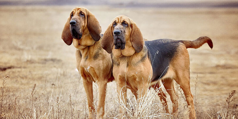Cão de Santo Humberto (Bloodhound)