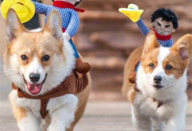 Fantasia de carnaval para cachorro