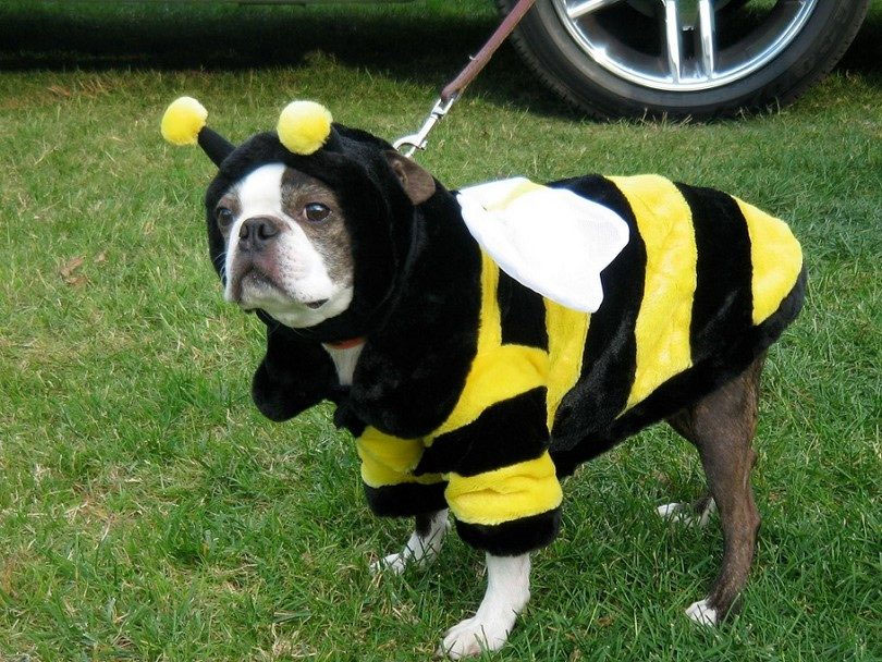 Fantasia cachorro abelha