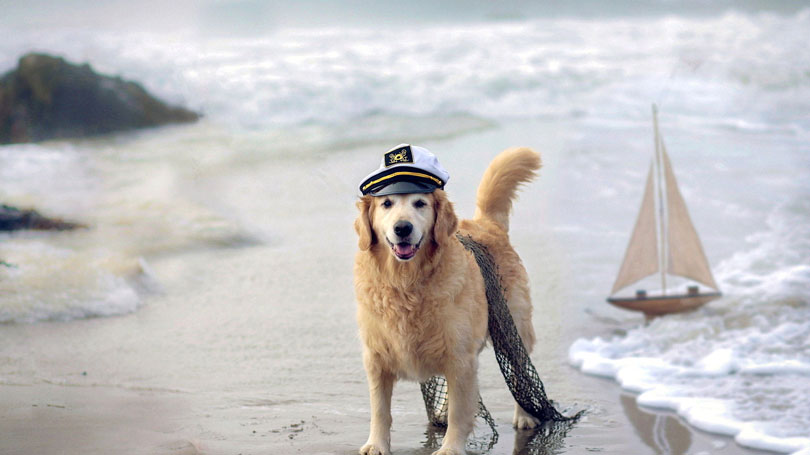 Fantasia cachorro marinheiro