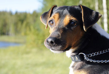 Fox Paulistinha cachorro