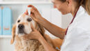 Glaucoma em cachorros