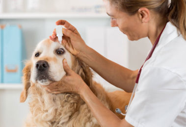 Glaucoma em cachorros