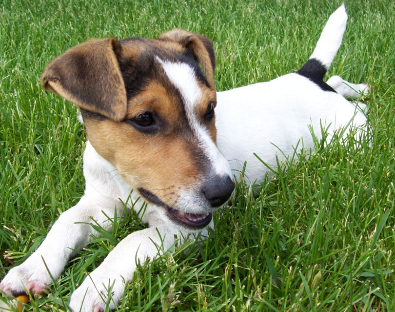Jack Russell Terrier filhote