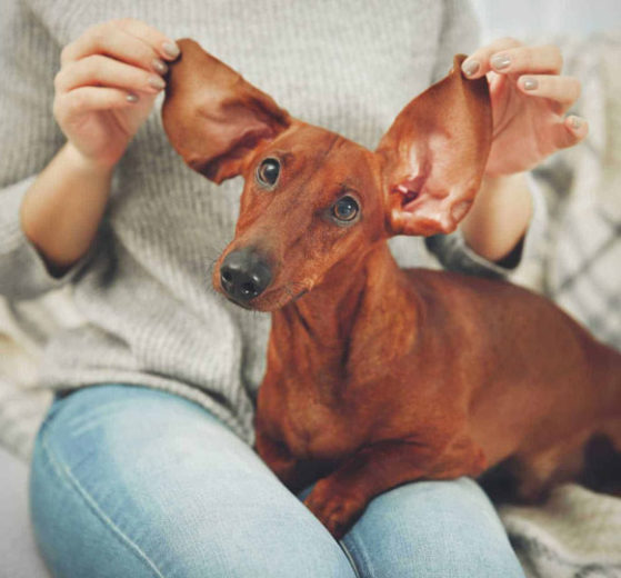 Limpar orelha de cachorro