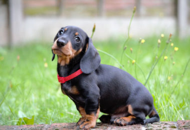 Cachorro teimoso