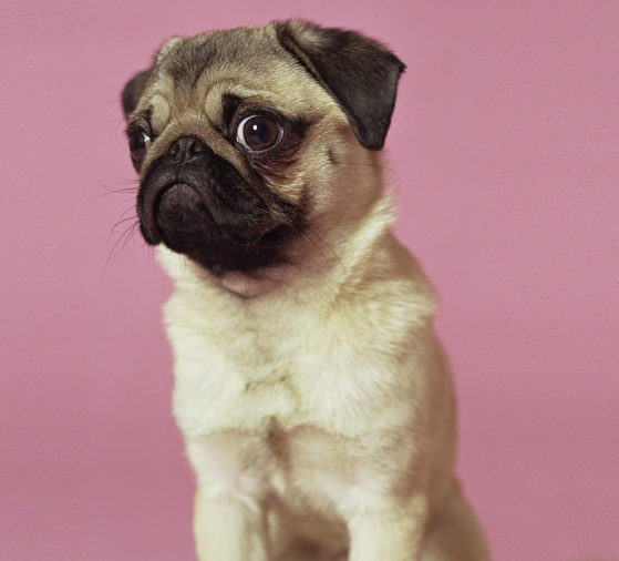 Creches para cães
