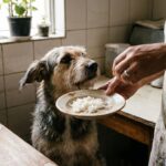 Cachorro pode comer arroz? Como oferecer do jeito certo (e quando evitar)