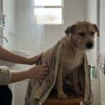 Banho em cachorro no inverno: o erro que todo tutor comete (e como evitar)