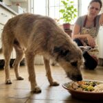 Por que alguns cães recusam a ração natural? O erro que muitos tutores cometem
