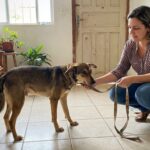 Seu cachorro não gosta de coleira? Entenda o que está por trás da recusa e como ajudar!