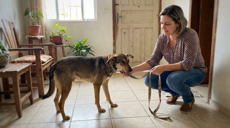 Seu cachorro não gosta de coleira? Entenda o que está por trás da recusa e como ajudar!