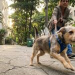 Cachorro puxando no passeio: o segredo que pouca gente te conta (e vai mudar tudo!)