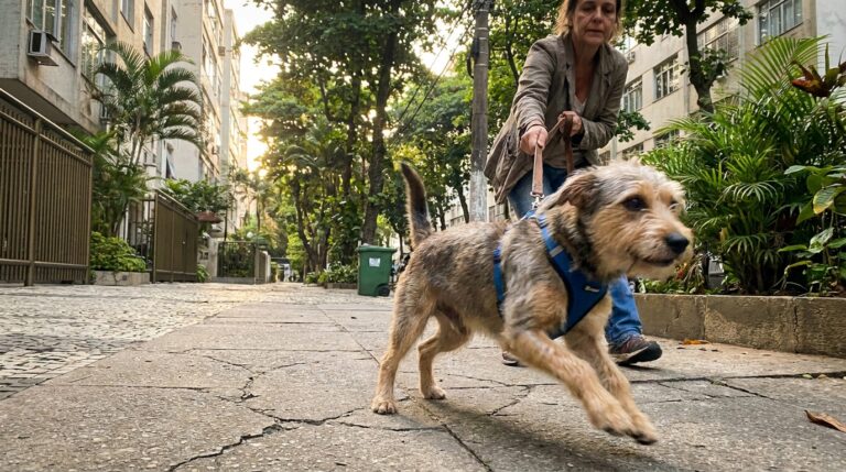 Cachorro puxando no passeio: o segredo que pouca gente te conta (e vai mudar tudo!)