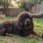 Mastim Tibetano: O Gigante Gentil que Você Precisa Conhecer (e Respeitar!)